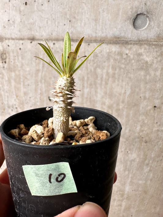 【現品限り】パキポディウム・イノピナーツム【F10】 Pachypodium inopinatum