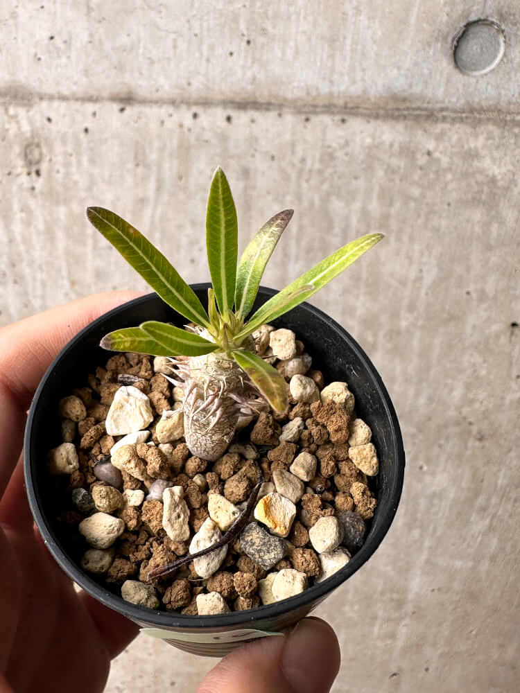 【現品限り】パキポディウム・イノピナーツム【F10】 Pachypodium inopinatum