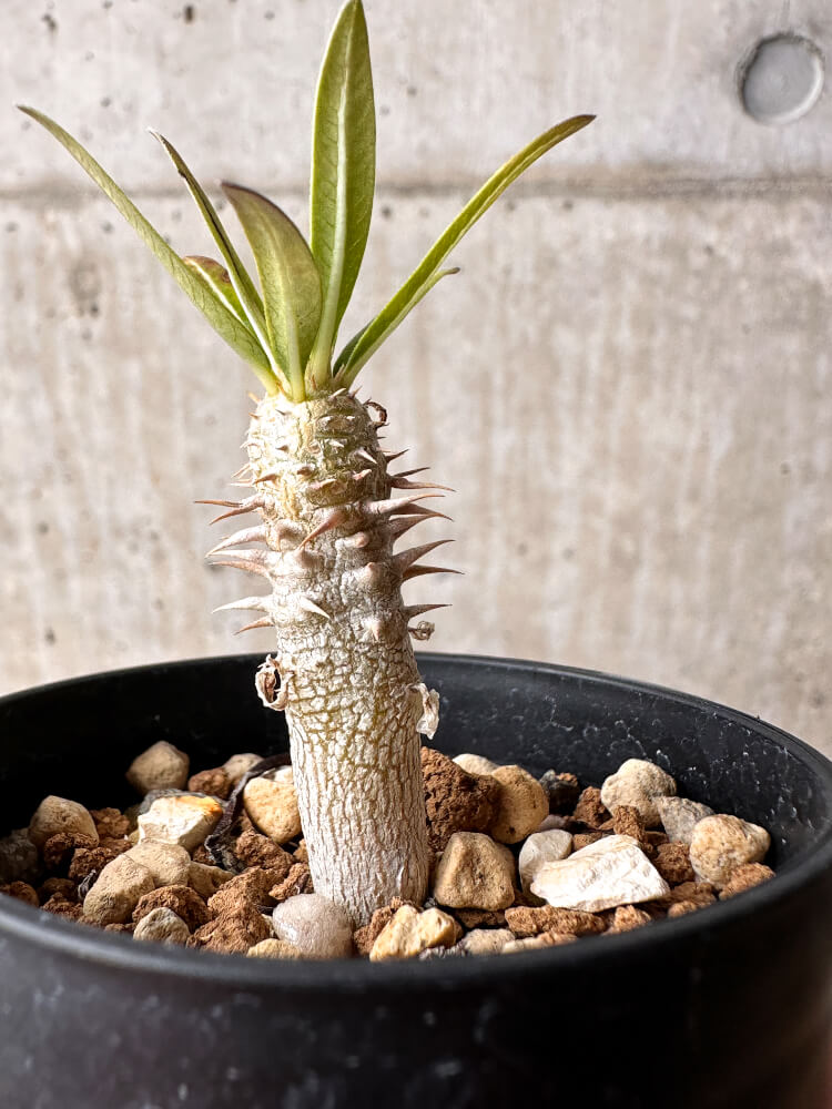 【現品限り】パキポディウム・イノピナーツム【F10】 Pachypodium inopinatum