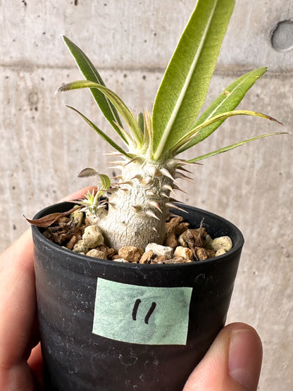 【現品限り】パキポディウム・ホロンベンセ【F11】 Pachypodium horombense