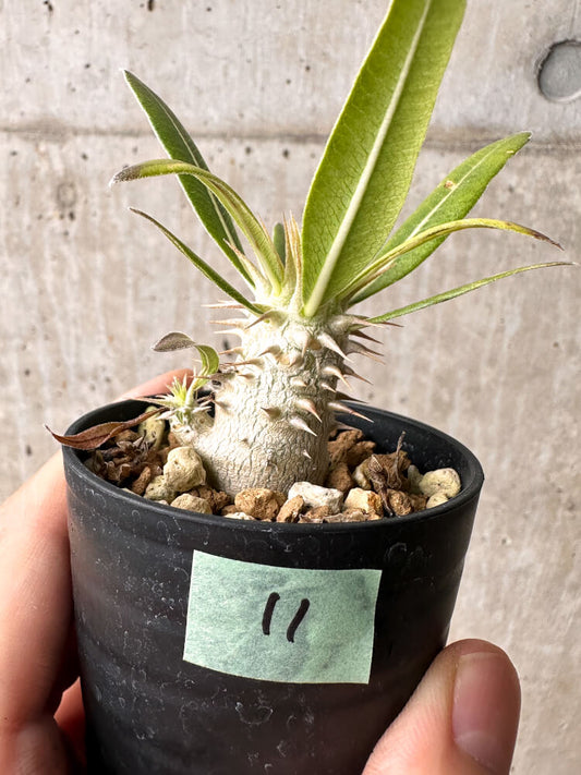 【現品限り】パキポディウム・ホロンベンセ【F11】 Pachypodium horombense