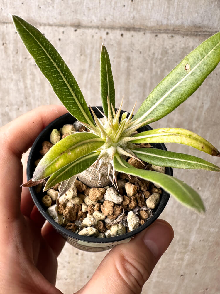 【現品限り】パキポディウム・ホロンベンセ【F11】 Pachypodium horombense