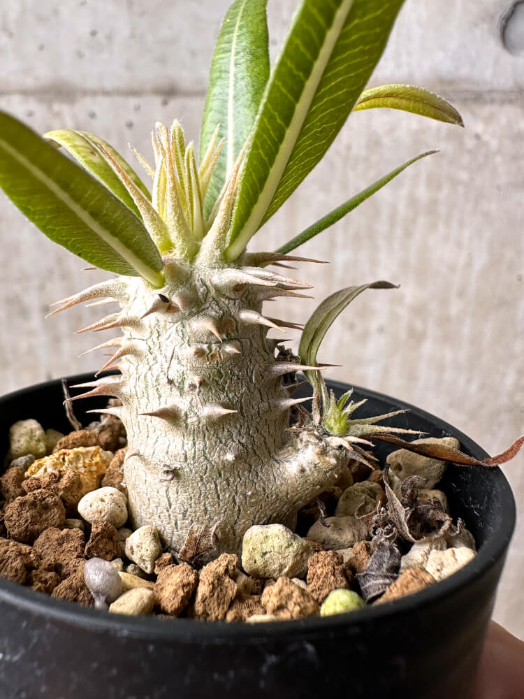 【現品限り】パキポディウム・ホロンベンセ【F11】 Pachypodium horombense