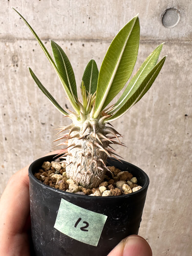 【現品限り】パキポディウム・ホロンベンセ【F12】 Pachypodium horombense