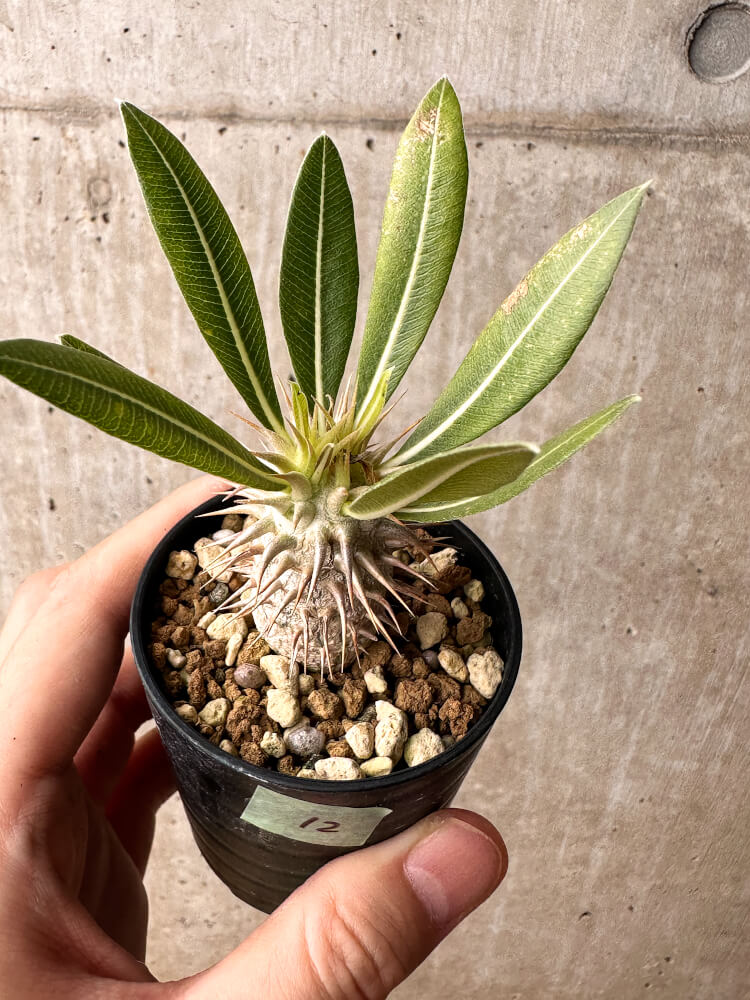 【現品限り】パキポディウム・ホロンベンセ【F12】 Pachypodium horombense