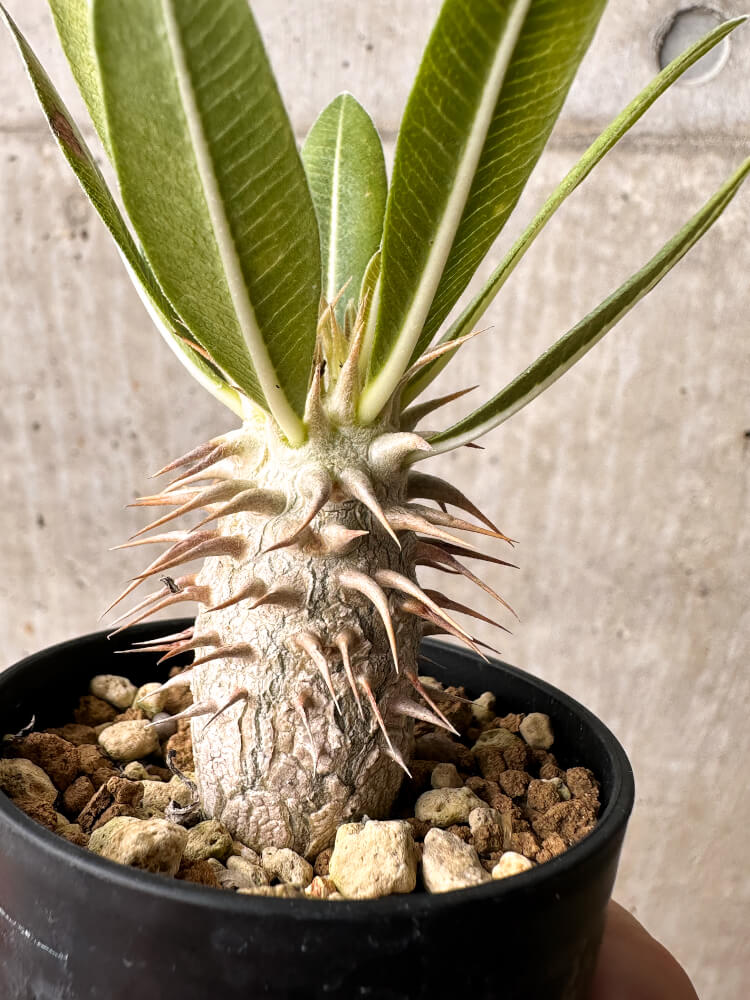 【現品限り】パキポディウム・ホロンベンセ【F12】 Pachypodium horombense