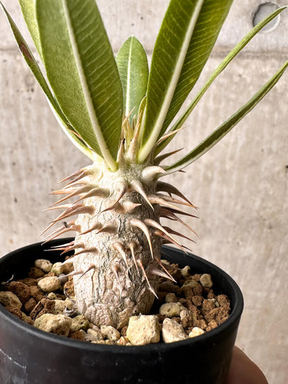 【現品限り】パキポディウム・ホロンベンセ【F12】 Pachypodium horombense