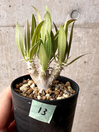 【現品限り】パキポディウム・ホロンベンセ【F13】 Pachypodium horombense