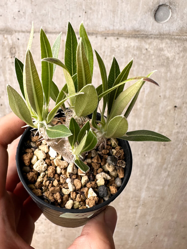 【現品限り】パキポディウム・ホロンベンセ【F13】 Pachypodium horombense