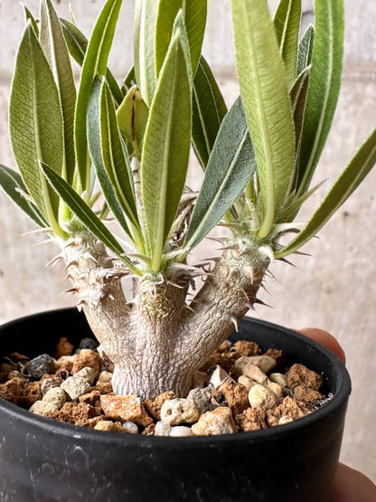 【現品限り】パキポディウム・ホロンベンセ【F13】 Pachypodium horombense
