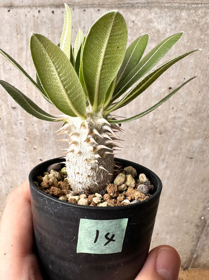 【現品限り】パキポディウム・ホロンベンセ【F14】 Pachypodium horombense
