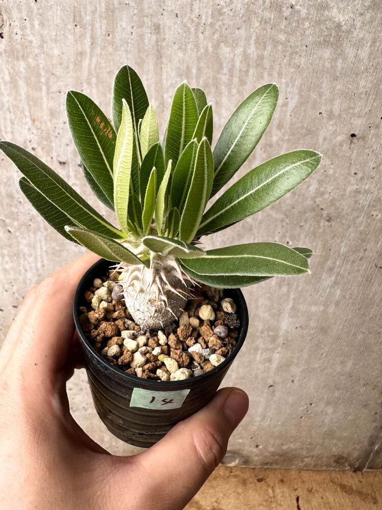 【現品限り】パキポディウム・ホロンベンセ【F14】 Pachypodium horombense