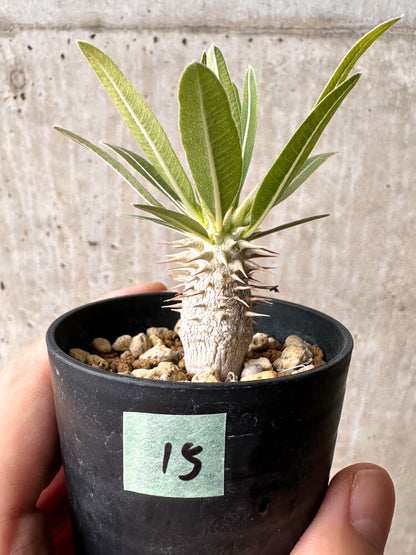 【現品限り】パキポディウム・ホロンベンセ【F15】 Pachypodium horombense