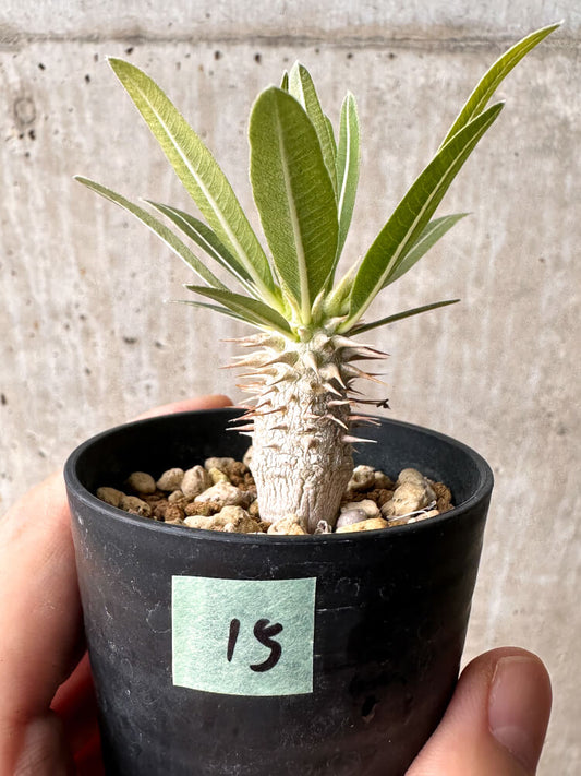 【現品限り】パキポディウム・ホロンベンセ【F15】 Pachypodium horombense