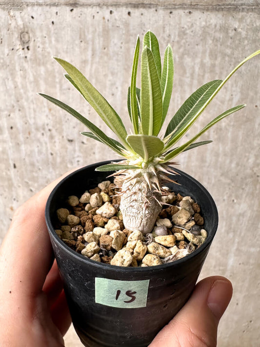 【現品限り】パキポディウム・ホロンベンセ【F15】 Pachypodium horombense