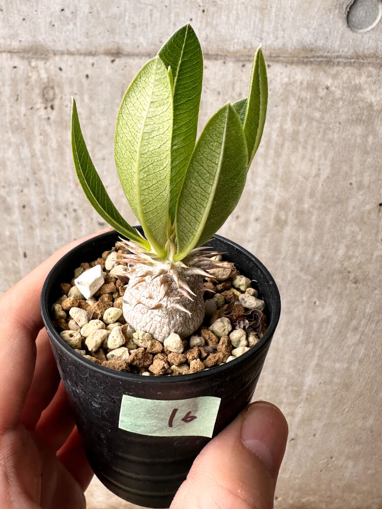 【現品限り】パキポディウム・エブレネウム【F16】 Pachypodium eburneum