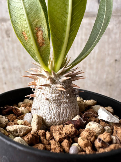 【現品限り】パキポディウム・エブレネウム【F16】 Pachypodium eburneum