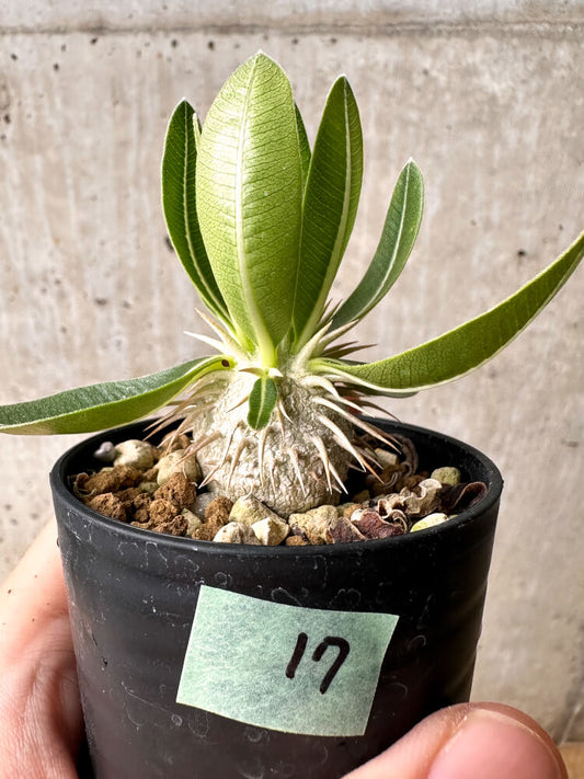 【現品限り】パキポディウム・エブレネウム【F17】 Pachypodium eburneum