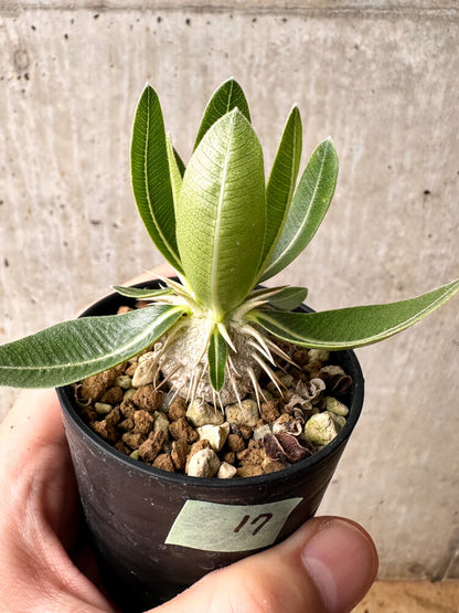 【現品限り】パキポディウム・エブレネウム【F17】 Pachypodium eburneum