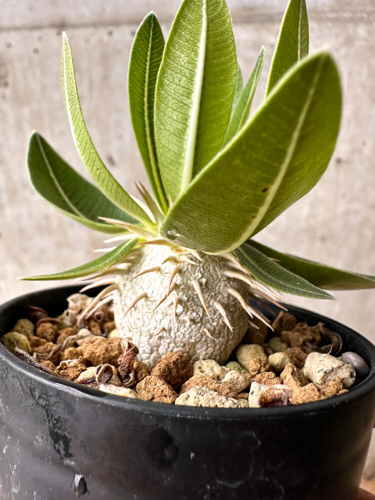 【現品限り】パキポディウム・エブレネウム【F17】 Pachypodium eburneum