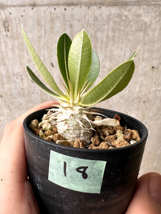 【現品限り】パキポディウム・エブレネウム【F18】 Pachypodium eburneum