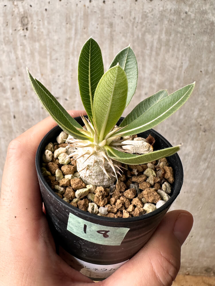 【現品限り】パキポディウム・エブレネウム【F18】 Pachypodium eburneum