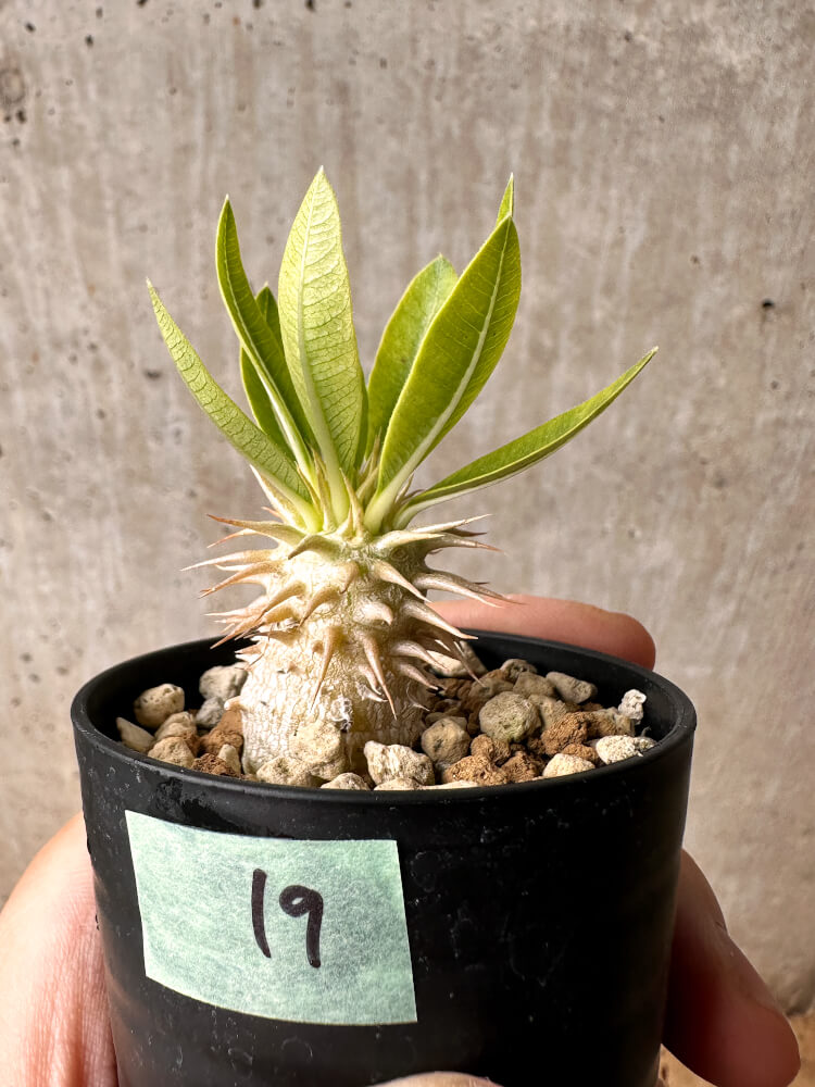 現品限り】パキポディウム・エブレネウム【F19】 Pachypodium eburneum
