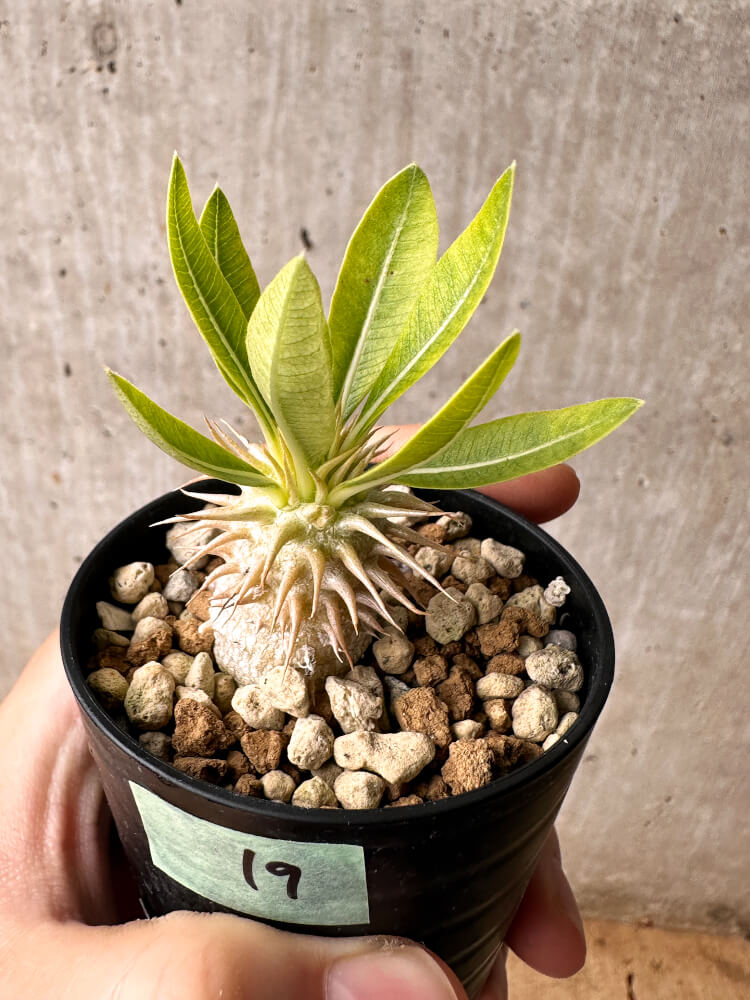 【現品限り】パキポディウム・エブレネウム【F19】 Pachypodium eburneum