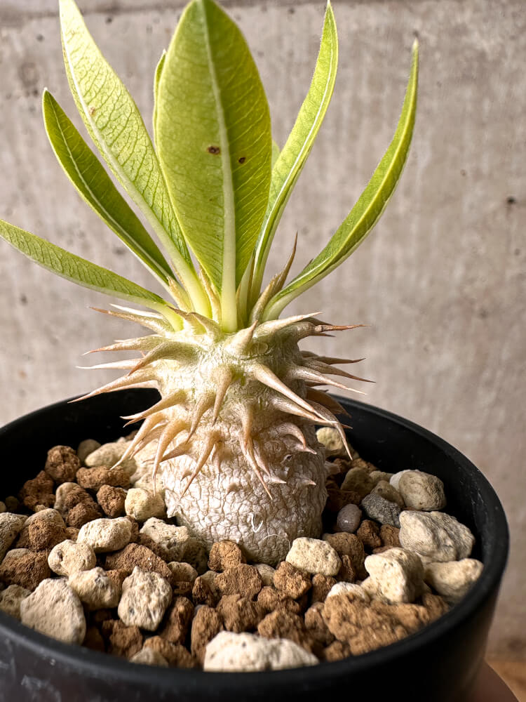 現品限り】パキポディウム・エブレネウム【F19】 Pachypodium eburneum