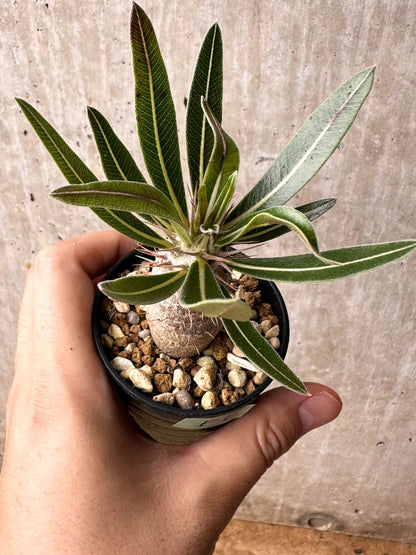 【現品限り】パキポディウム・カクチペス【F1】 Pachypodium cactipes
