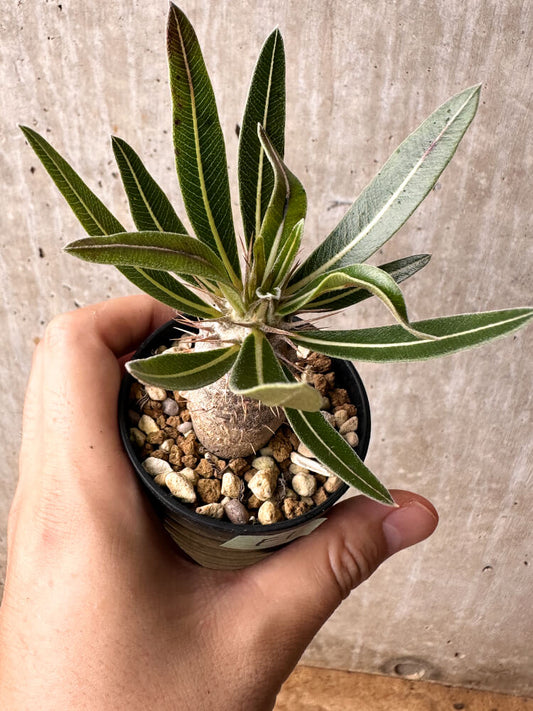 【現品限り】パキポディウム・カクチペス【F1】 Pachypodium cactipes