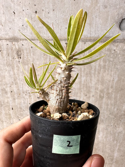 【現品限り】パキポディウム・カクチペス【F2】 Pachypodium cactipes
