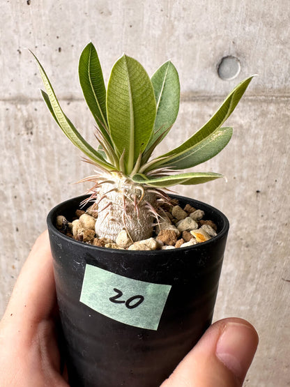 【現品限り】パキポディウム・エブレネウム【F20】 Pachypodium eburneum