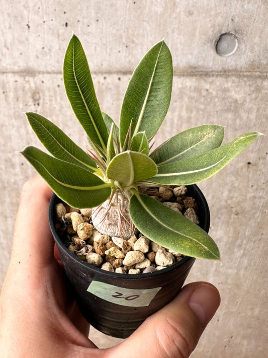 【現品限り】パキポディウム・エブレネウム【F20】 Pachypodium eburneum