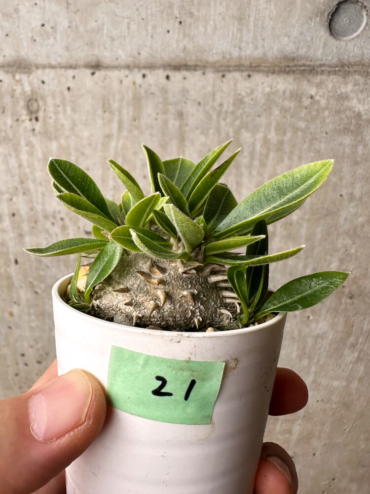 【現品限り】パキポディウム・ブレビカウレ 恵比寿笑い【F21】 Pachypodium brevicaule