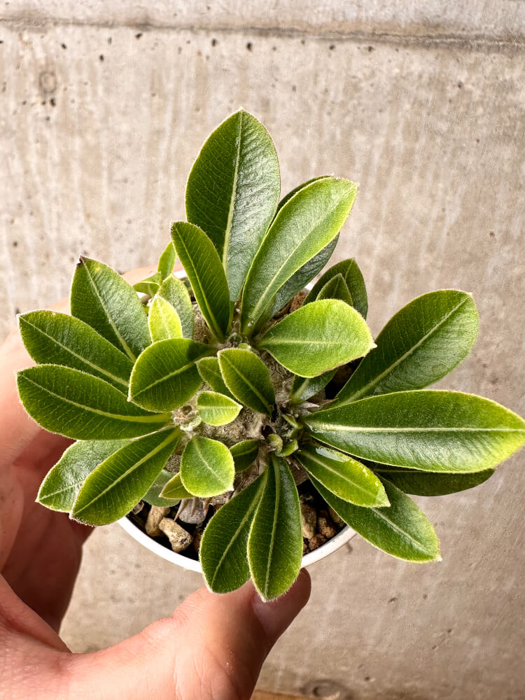 【現品限り】パキポディウム・ブレビカウレ 恵比寿笑い【F21】 Pachypodium brevicaule