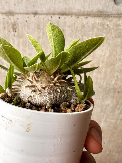 【現品限り】パキポディウム・ブレビカウレ 恵比寿笑い【F21】 Pachypodium brevicaule