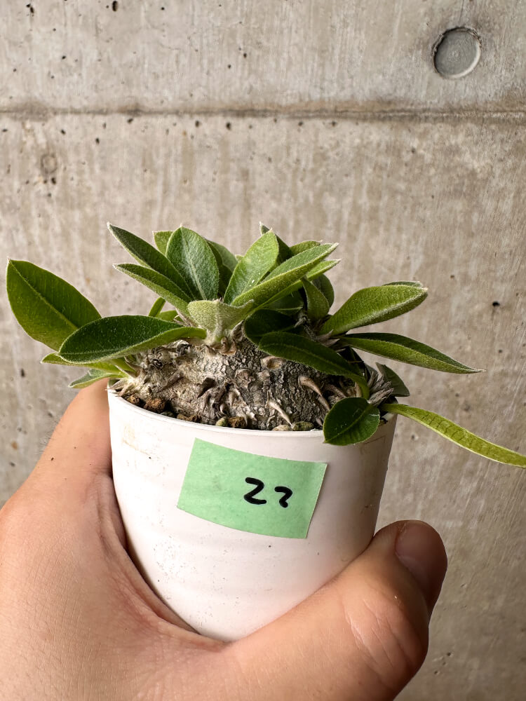 【現品限り】パキポディウム・ブレビカウレ 恵比寿笑い【F22】 Pachypodium brevicaule