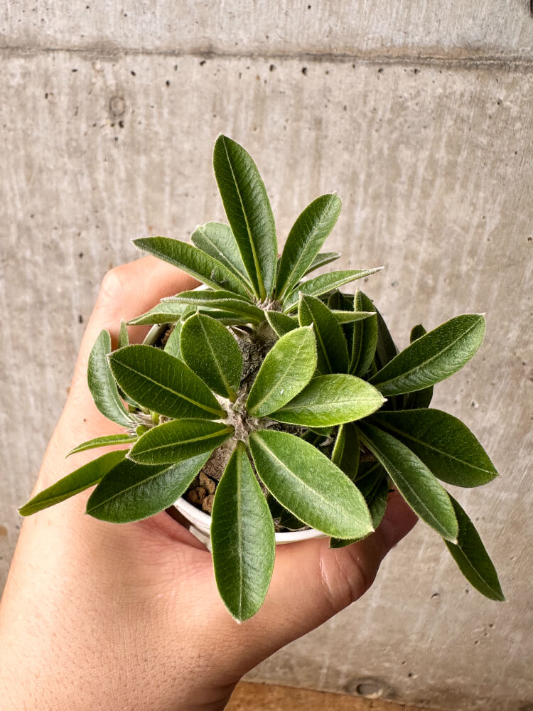 【現品限り】パキポディウム・ブレビカウレ 恵比寿笑い【F22】 Pachypodium brevicaule