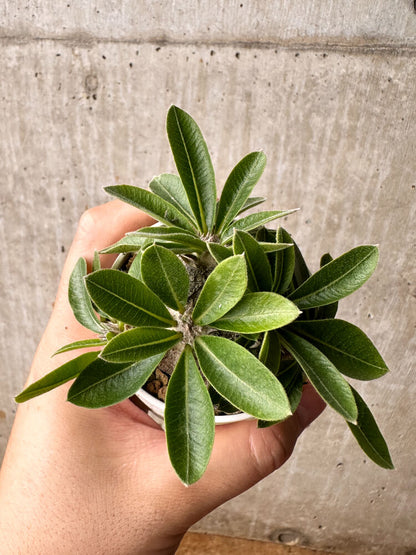 【現品限り】パキポディウム・ブレビカウレ 恵比寿笑い【F22】 Pachypodium brevicaule