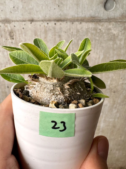【現品限り】パキポディウム・ブレビカウレ 恵比寿笑い【F23】 Pachypodium brevicaule
