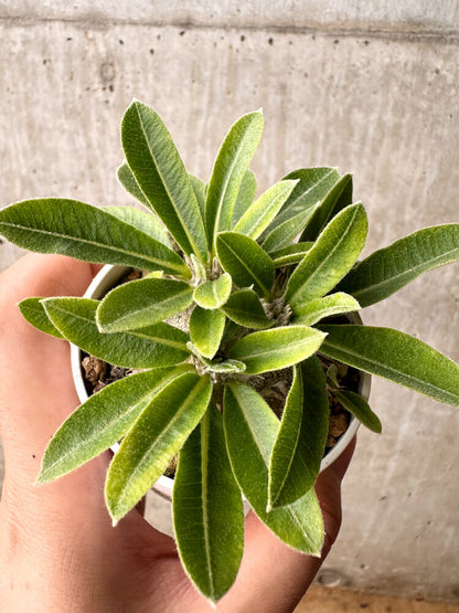 【現品限り】パキポディウム・ブレビカウレ 恵比寿笑い【F23】 Pachypodium brevicaule