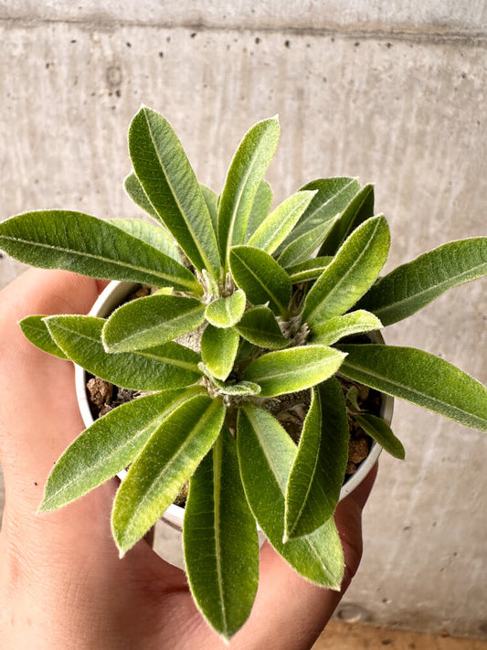 【現品限り】パキポディウム・ブレビカウレ 恵比寿笑い【F23】 Pachypodium brevicaule
