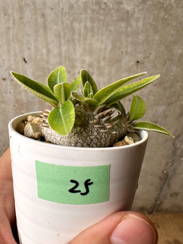 【現品限り】パキポディウム・ブレビカウレ 恵比寿笑い【F25】 Pachypodium brevicaule