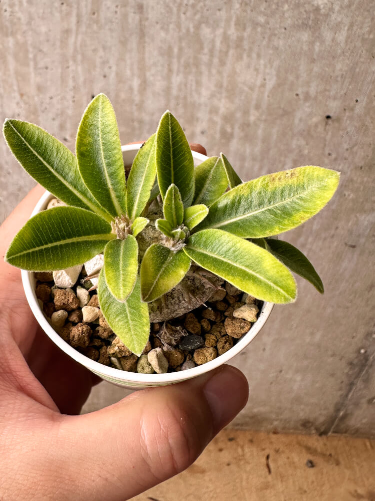 【現品限り】パキポディウム・ブレビカウレ 恵比寿笑い【F25】 Pachypodium brevicaule