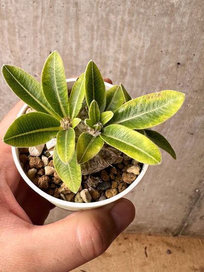 【現品限り】パキポディウム・ブレビカウレ 恵比寿笑い【F25】 Pachypodium brevicaule