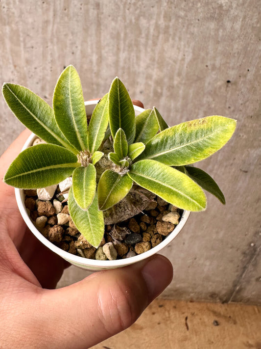 【現品限り】パキポディウム・ブレビカウレ 恵比寿笑い【F25】 Pachypodium brevicaule