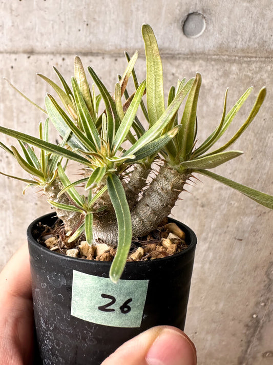 【現品限り】パキポディウム・グラキリス【F26】 Pachypodium gracilius