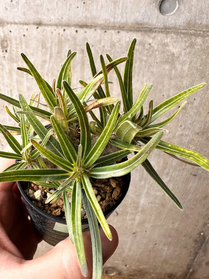 【現品限り】パキポディウム・グラキリス【F26】 Pachypodium gracilius