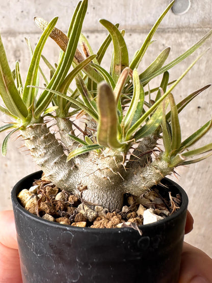 【現品限り】パキポディウム・グラキリス【F26】 Pachypodium gracilius